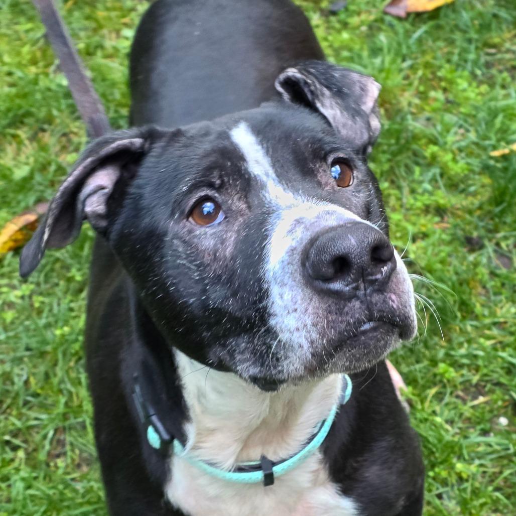 Enlarge Bubbas, a Adoptable Black Labrador Retriever in Port Townsend, WA image 3/6