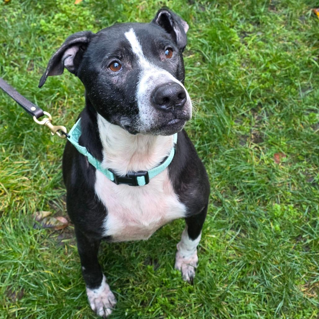 Enlarge Bubbas, a Adoptable Black Labrador Retriever in Port Townsend, WA image 4/6