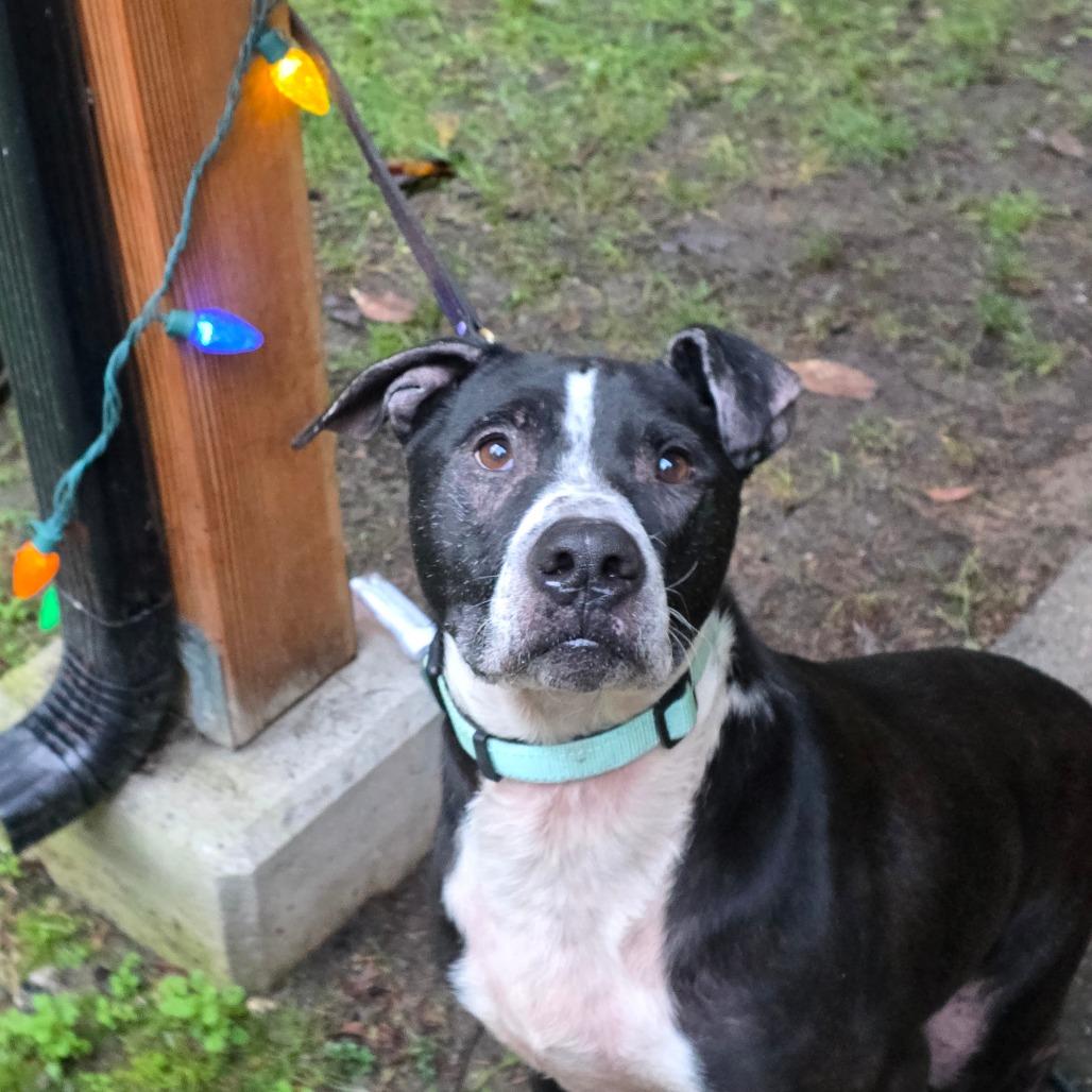 Enlarge Bubbas, a Adoptable Black Labrador Retriever in Port Townsend, WA image 5/6