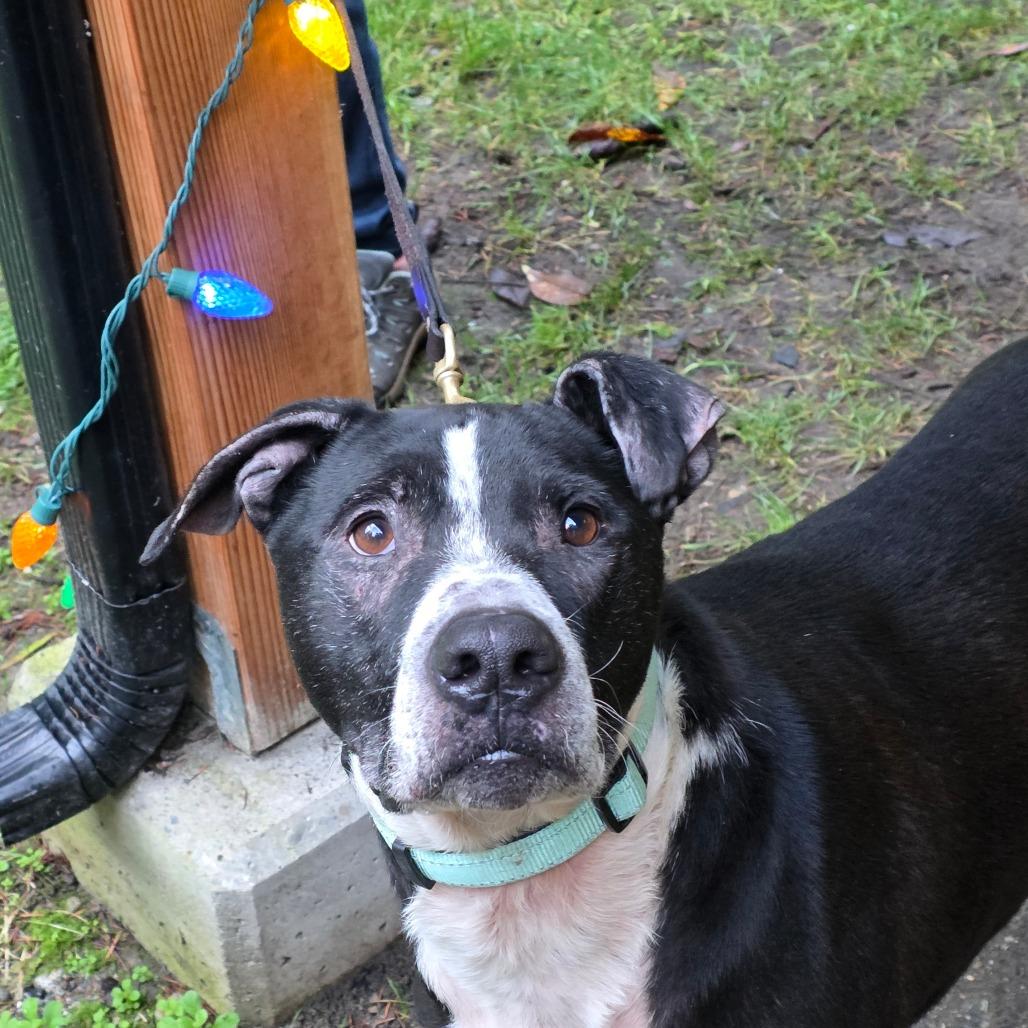 Enlarge Bubbas, a Adoptable Black Labrador Retriever in Port Townsend, WA image 6/6