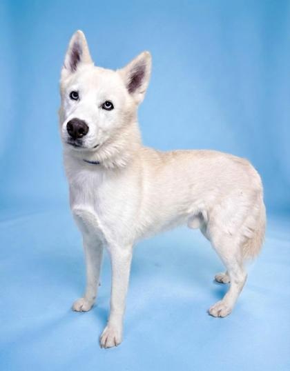 Nordic, Adoptable, Adult Male Husky & Mixed Breed.