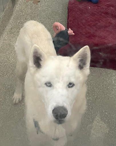 Nordic, Adoptable, Adult Male Husky & Mixed Breed.