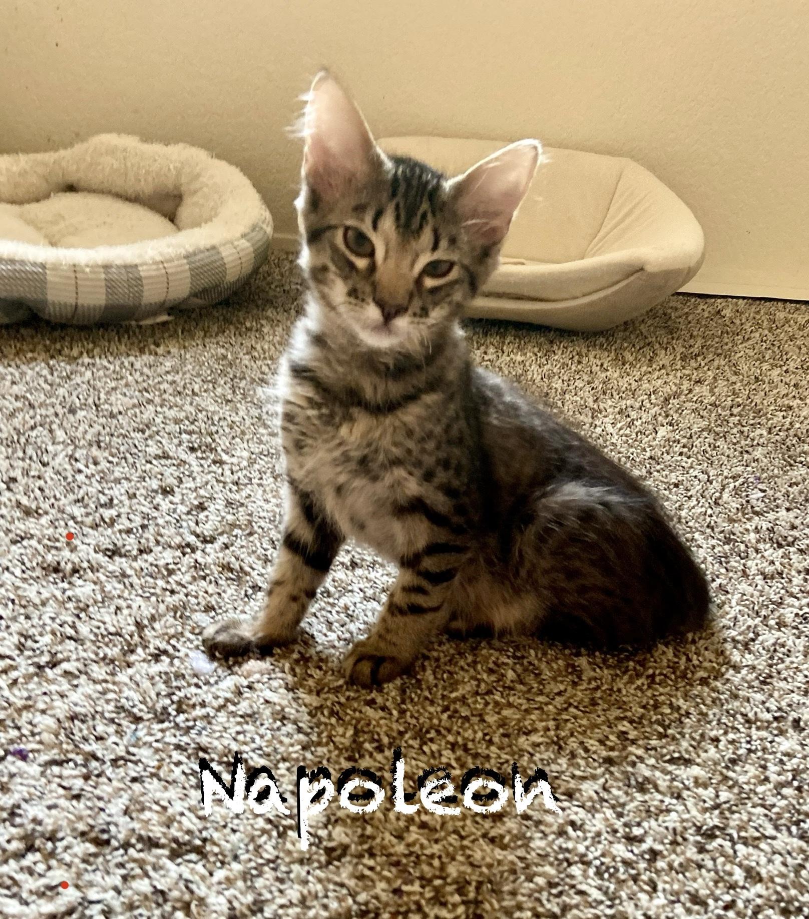 Nepoleon
