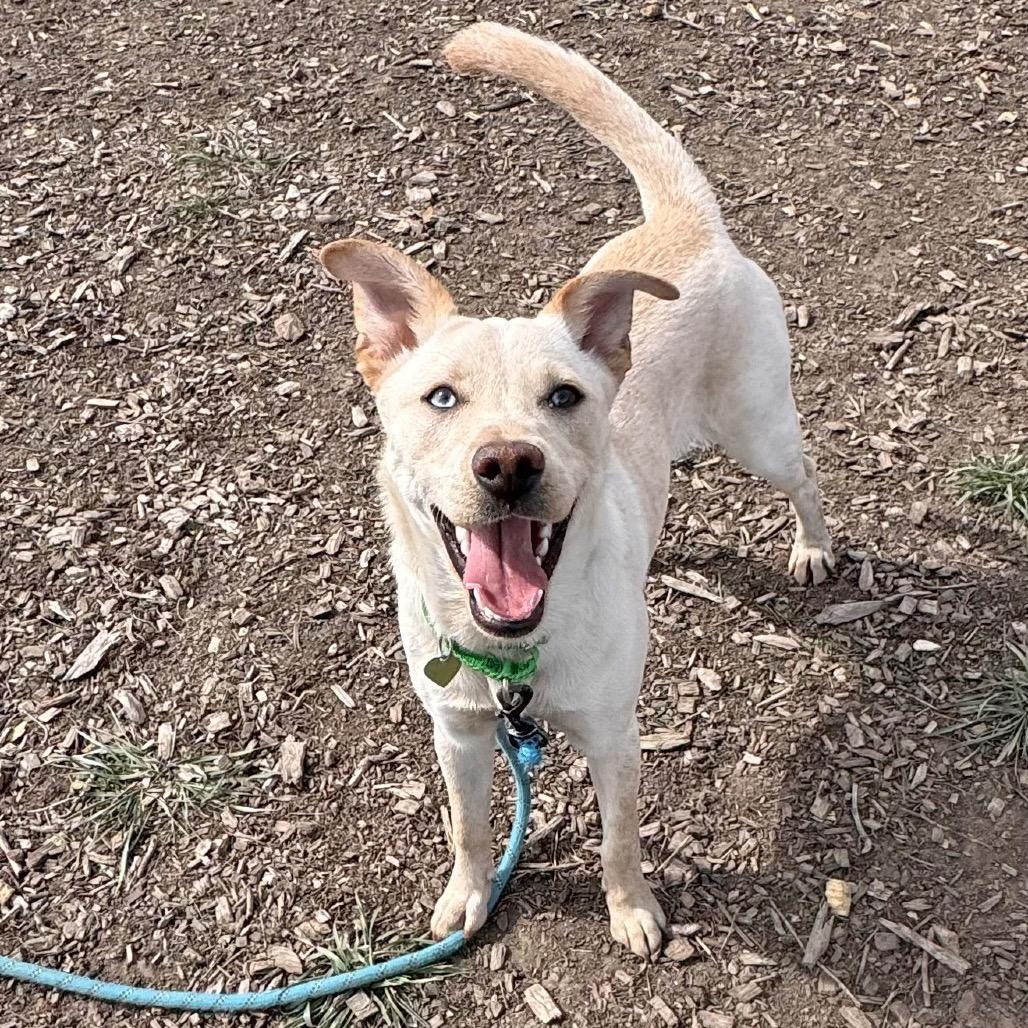 Tetris, Adoptable, Young Female Mixed Breed.