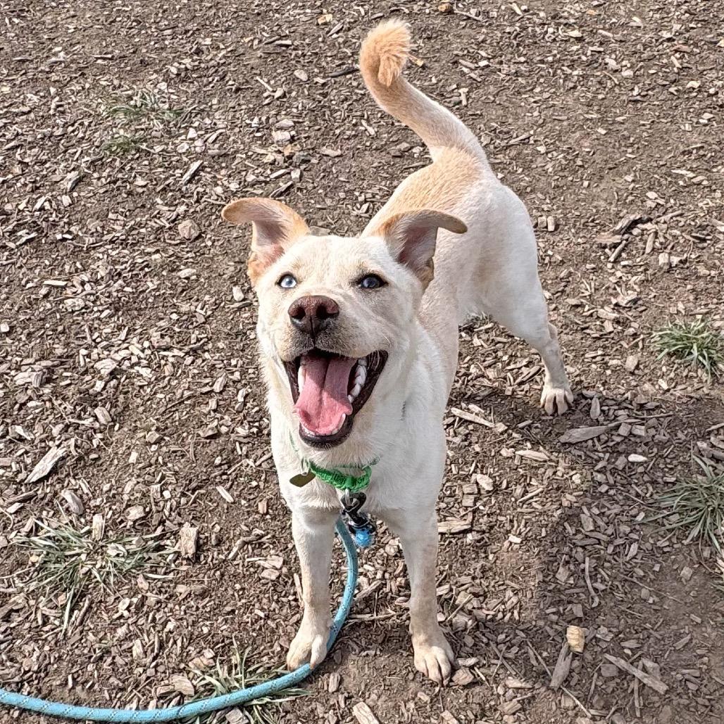 Enlarge Tetris, a Adoptable Mixed Breed in Hailey, ID image 2/6