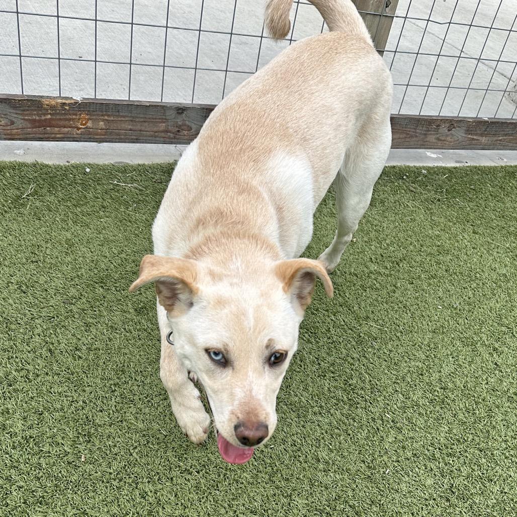 Enlarge Tetris, a Adoptable Mixed Breed in Hailey, ID image 3/6