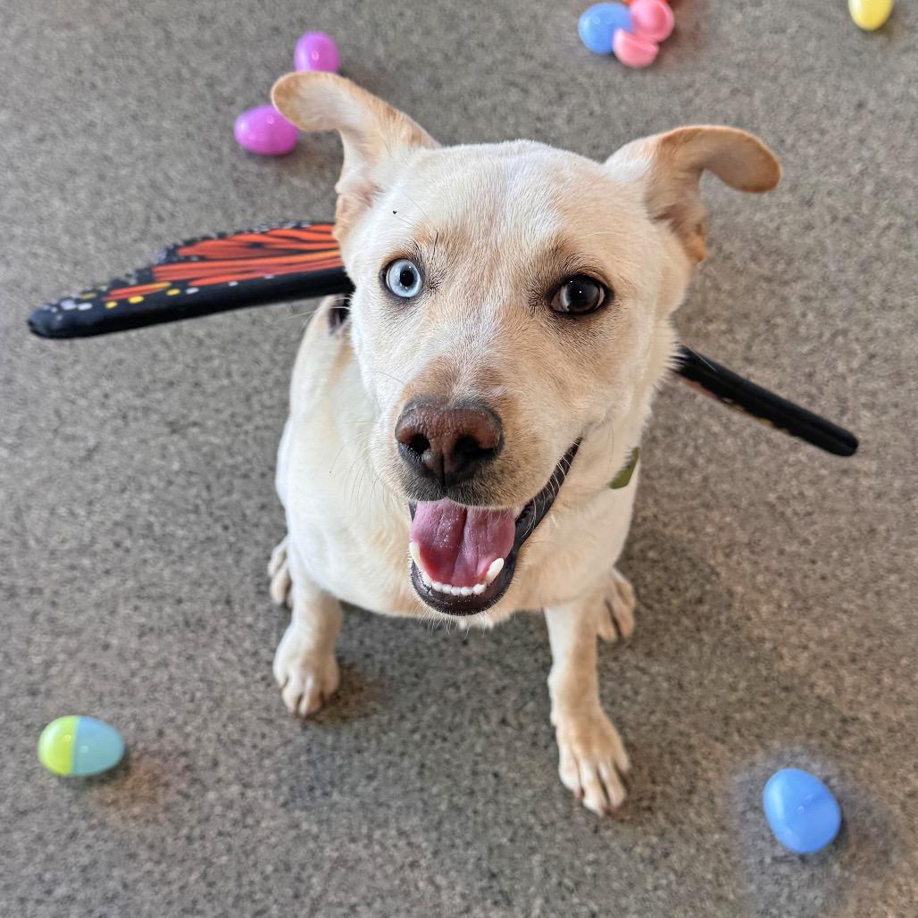 Enlarge Tetris, a Adoptable Mixed Breed in Hailey, ID image 4/6