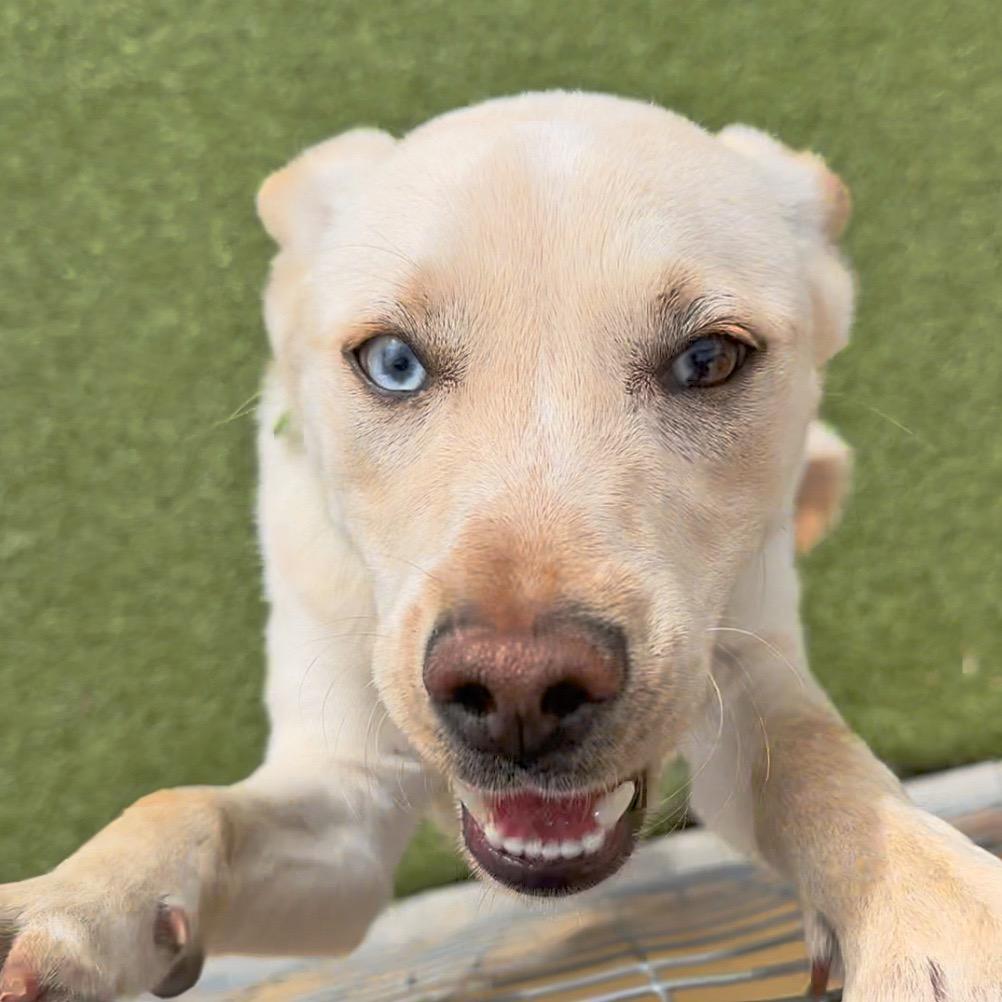 Enlarge Tetris, a Adoptable Mixed Breed in Hailey, ID image 5/6