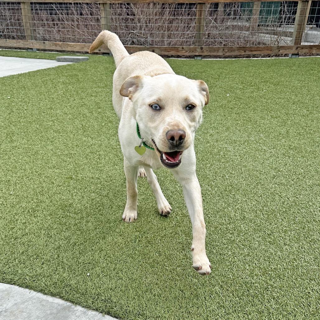 Enlarge Tetris, a Adoptable Mixed Breed in Hailey, ID image 6/6