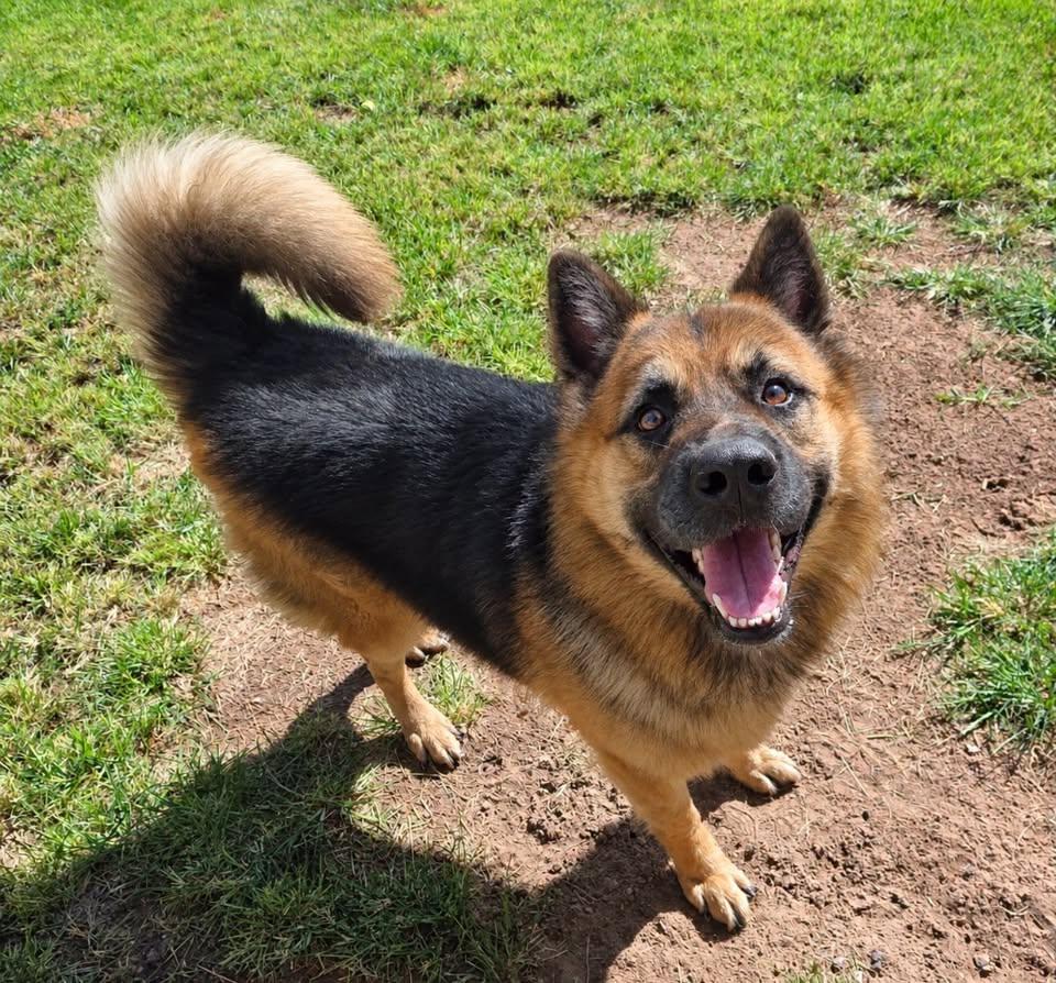 Goose, Adopted, Adult Male German Shepherd Dog & Chow Chow.