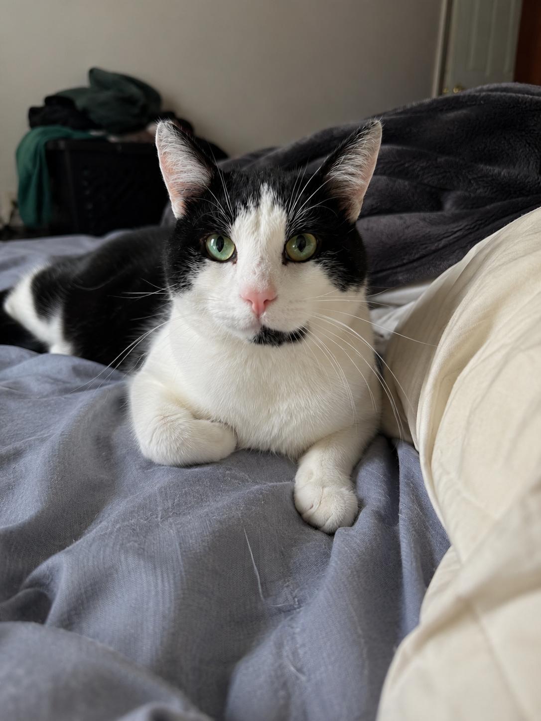 Knuckles, Adoptable, Adult Male Domestic Short Hair.