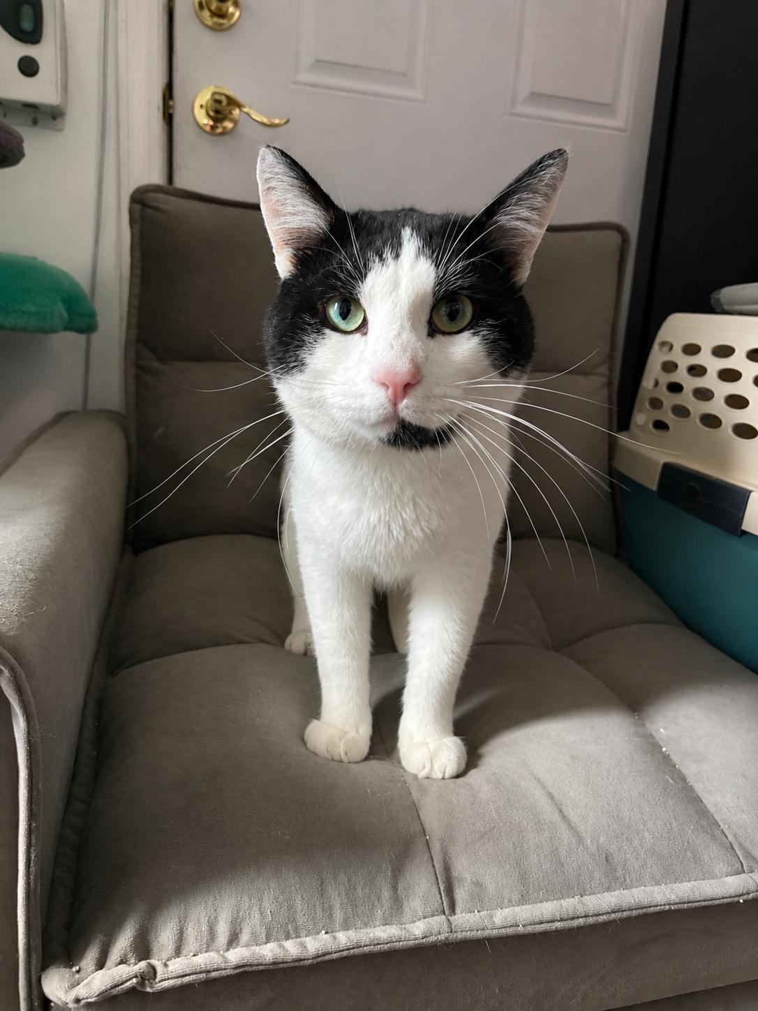 Enlarge Knuckles, a Adoptable Domestic Short Hair in Rochester, NY image 2/2