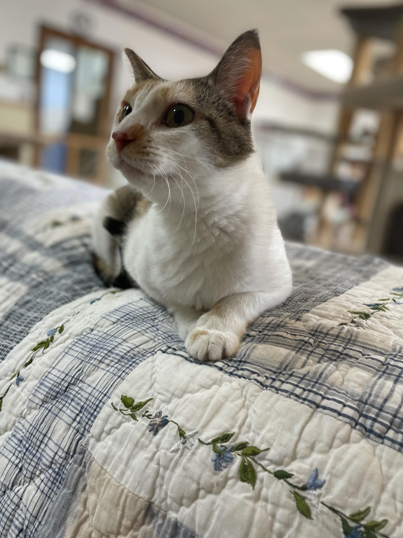 Cat-Thrine, a Adoptable Domestic Short Hair in Neillsville, WI image 3/4