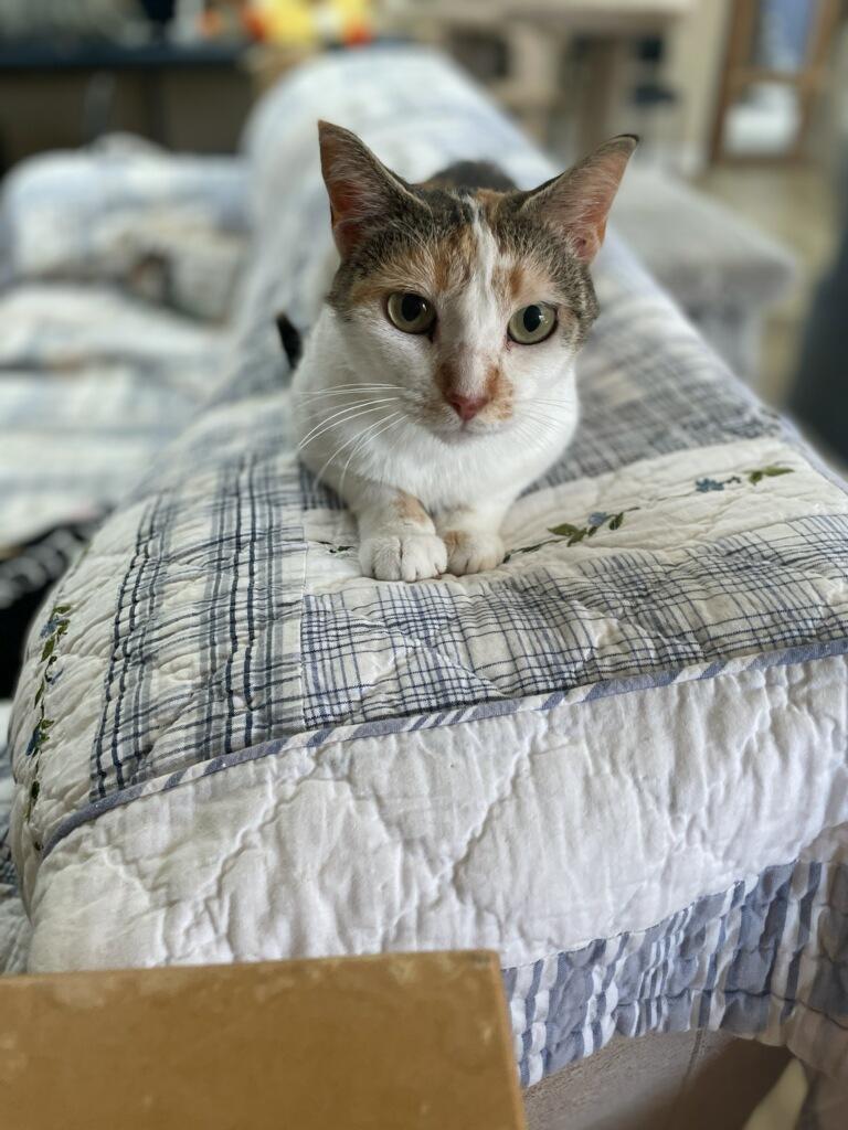 Cat-Thrine, Adoptable, Adult Female Domestic Short Hair.