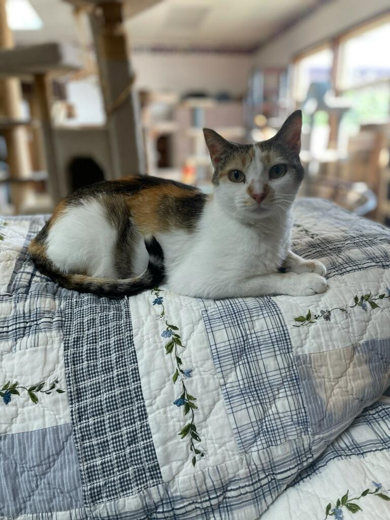 Cat-Thrine, a Adoptable Domestic Short Hair in Neillsville, WI image 4/4