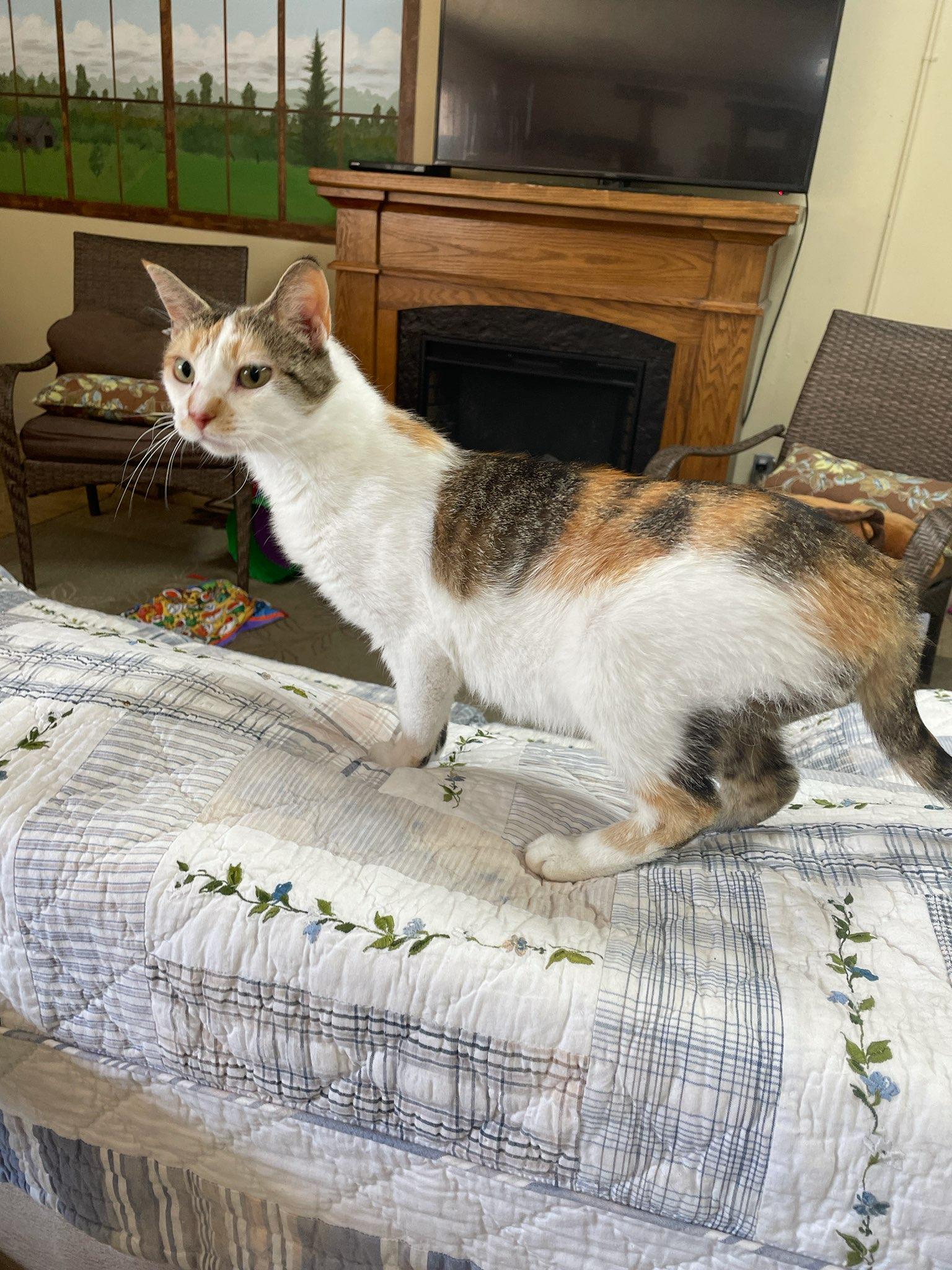 Cat-Thrine, a Adoptable Domestic Short Hair in Neillsville, WI image 2/4