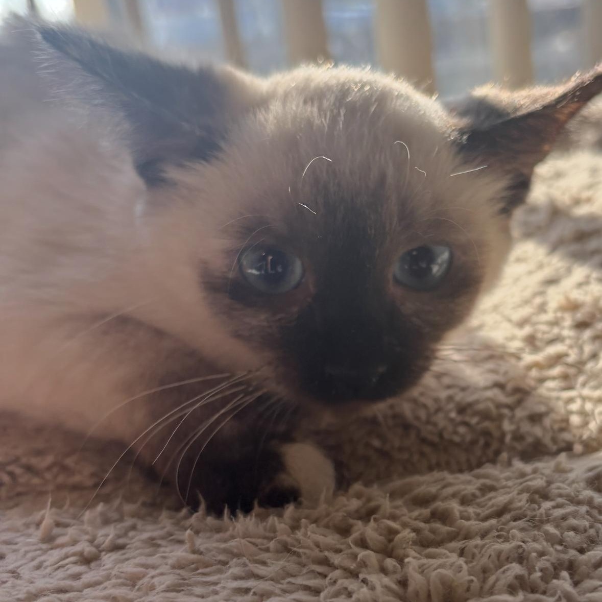 Pearl, ADOPTABLE, Kitten Female Domestic Short Hair.