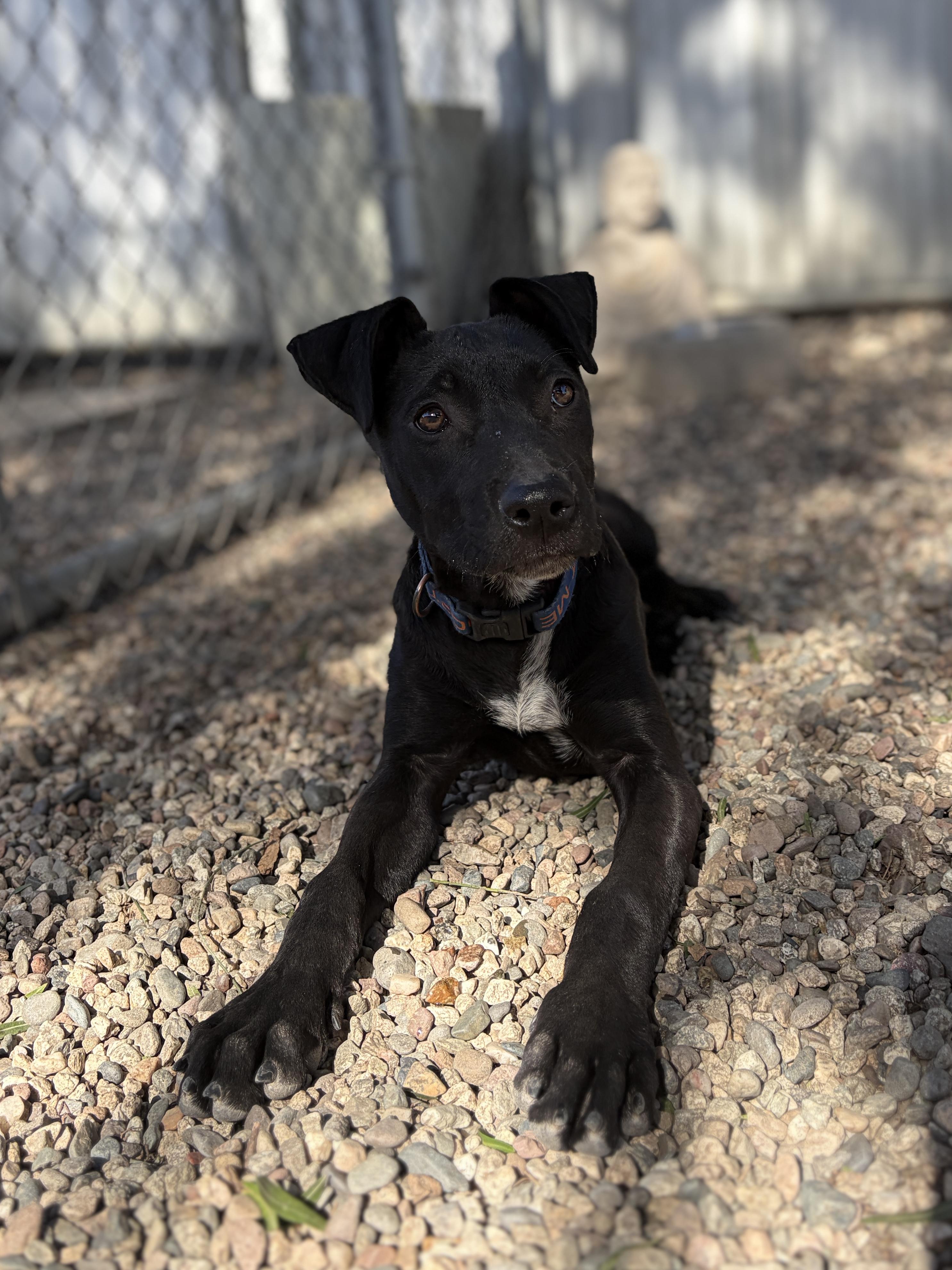 Enlarge MIDNIGHT, a ADOPTABLE mixed breed in Pasadena, CA image 4/4