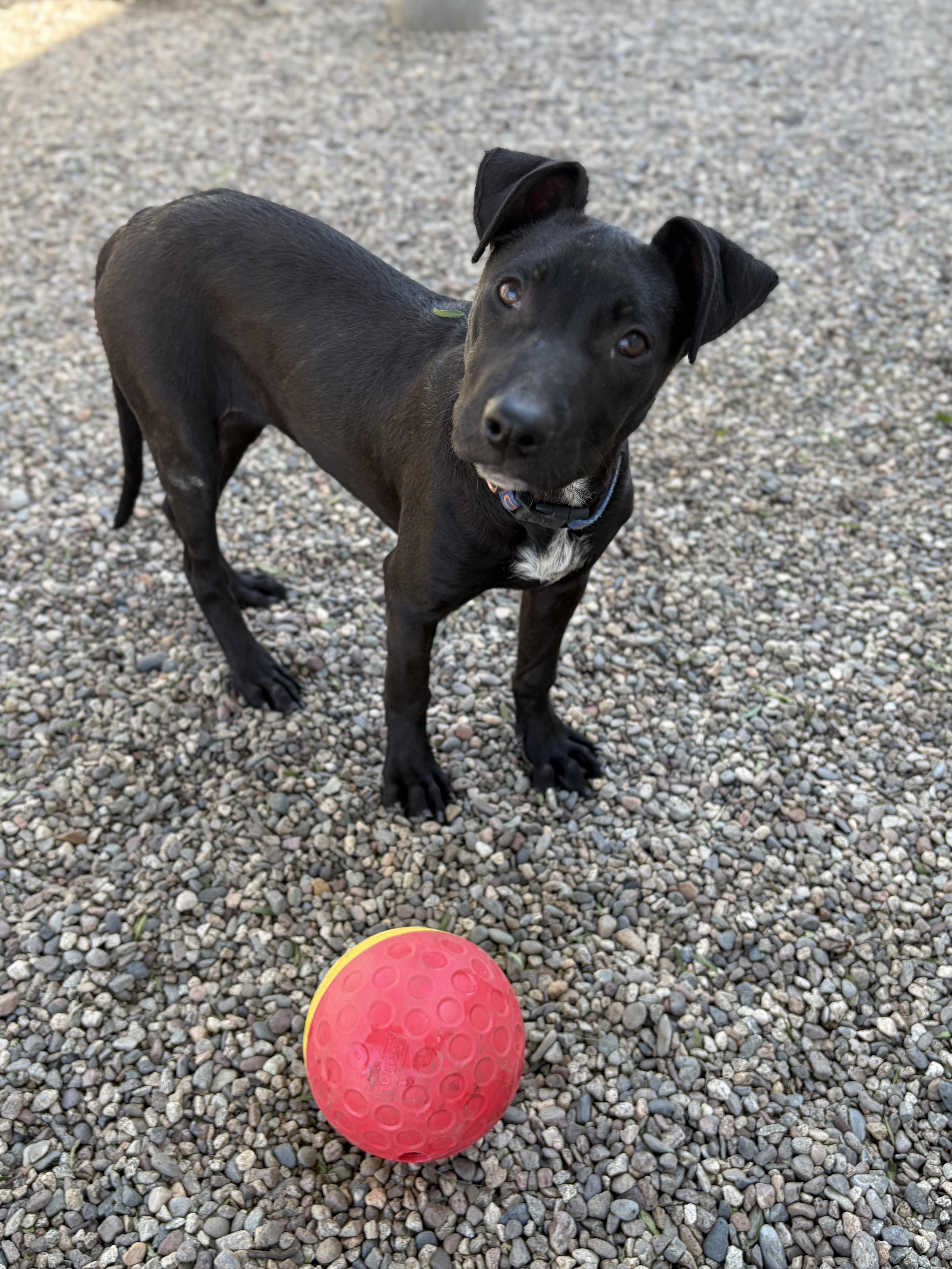 Enlarge MIDNIGHT, a ADOPTABLE mixed breed in Pasadena, CA image 3/4