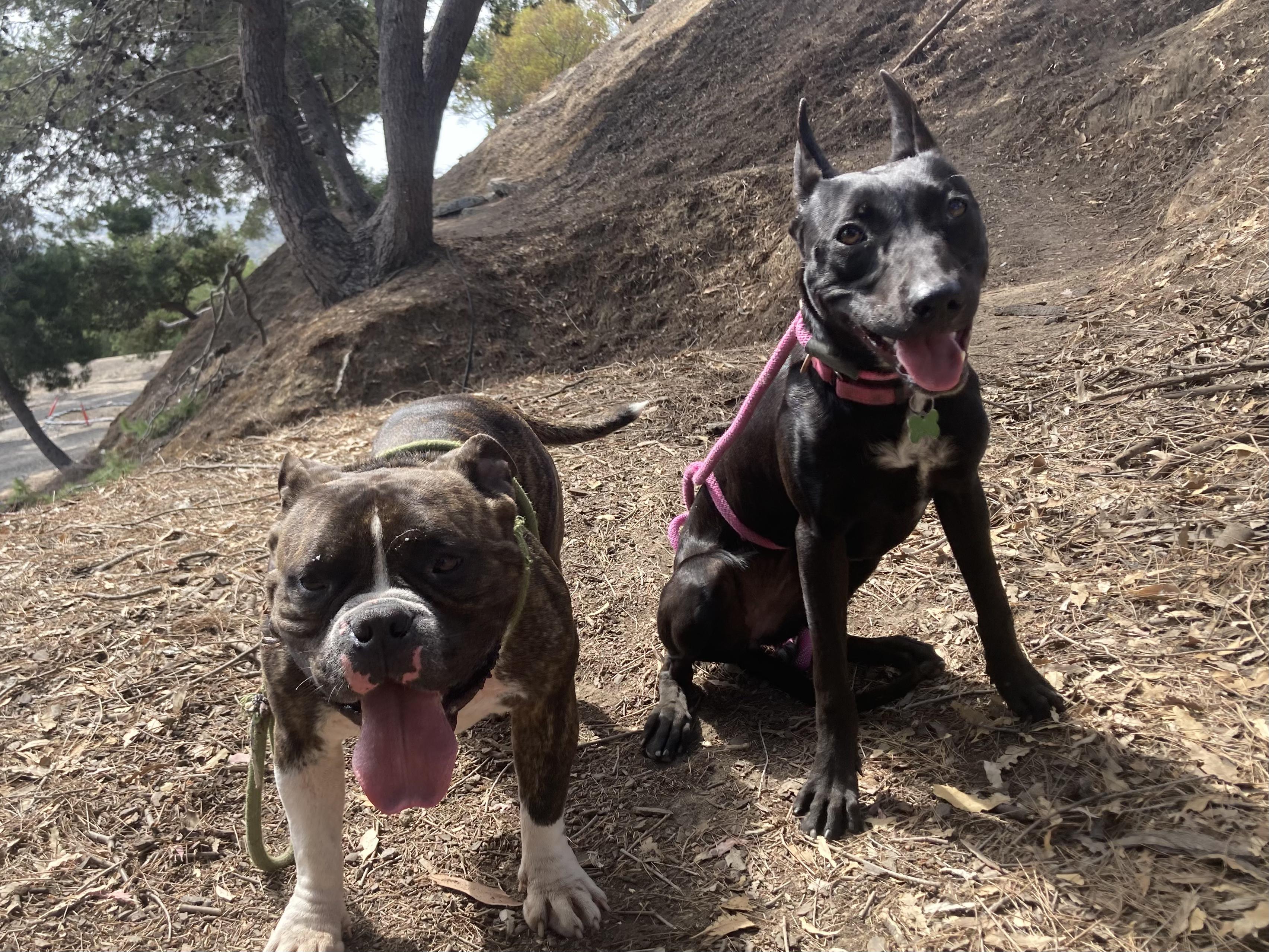 Enlarge MIDNIGHT, a Adoptable mixed breed in Pasadena, CA image 6/6