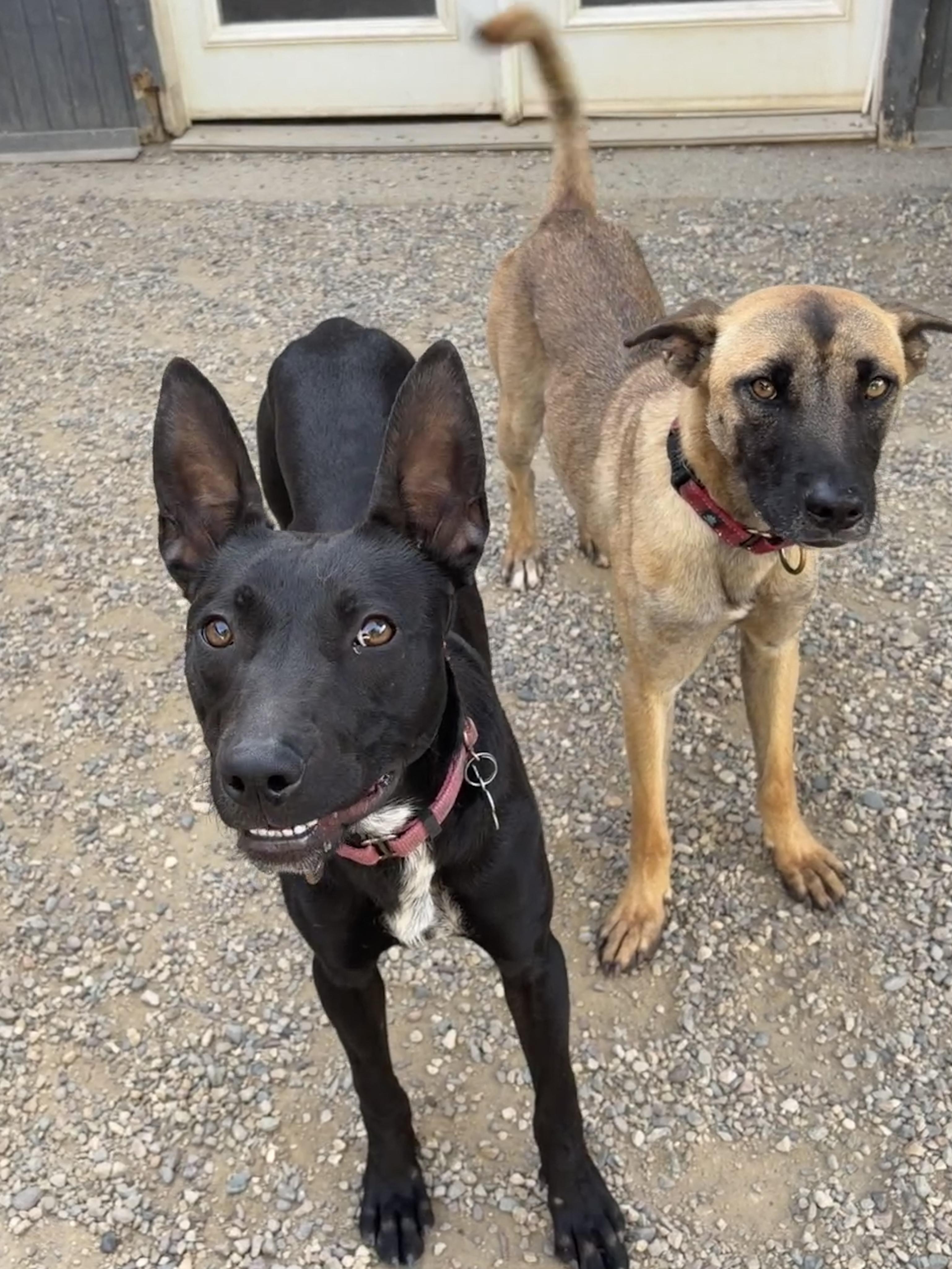 Enlarge MIDNIGHT, a Adoptable mixed breed in Pasadena, CA image 3/6