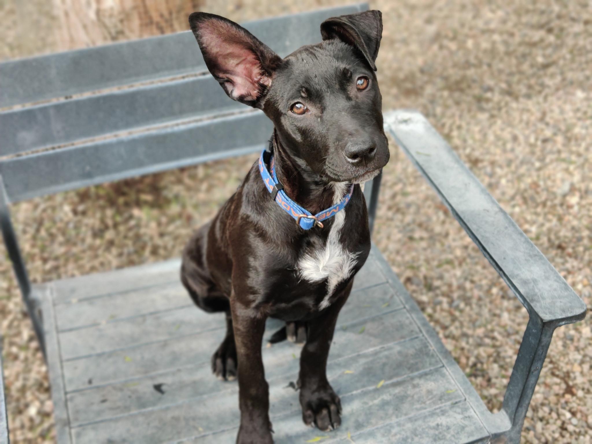 MIDNIGHT, ADOPTABLE, Puppy Female Black Labrador Retriever & Pit Bull Terrier.