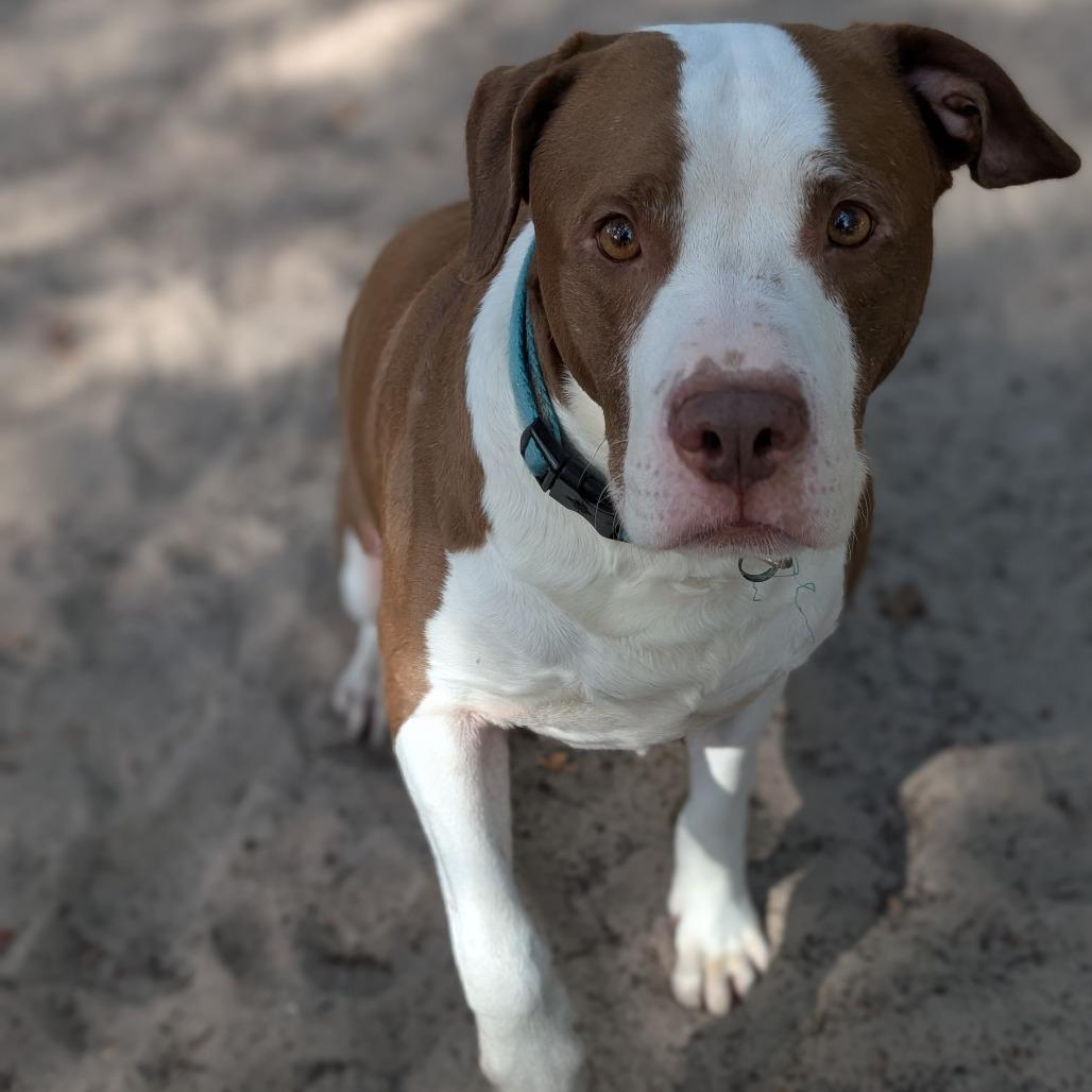 Enlarge Reilly 28209, a Adoptable Mixed Breed in Middleburg, FL image 1/4