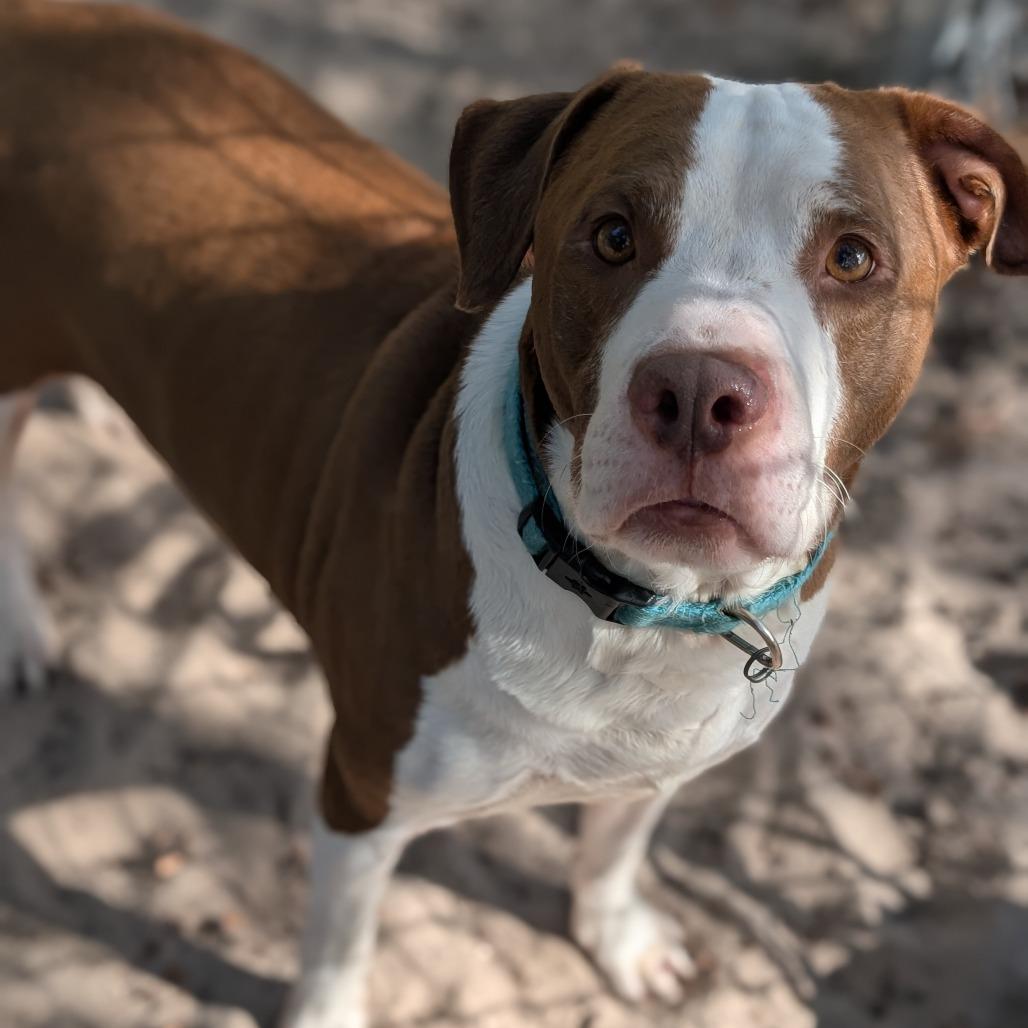 Enlarge Reilly 28209, a Adoptable Mixed Breed in Middleburg, FL image 2/4