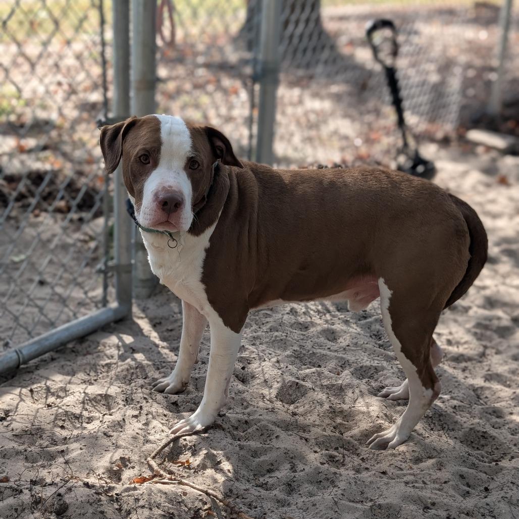 Enlarge Reilly 28209, a Adoptable Mixed Breed in Middleburg, FL image 3/4