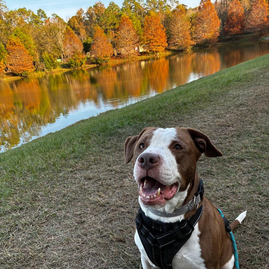Enlarge Reilly 28209, a Adoptable Mixed Breed in Middleburg, FL image 4/4