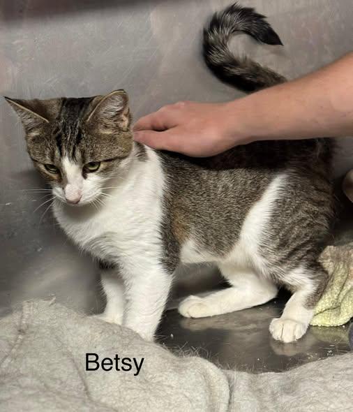 Betsy, ADOPTABLE, Adult Female Domestic Short Hair.