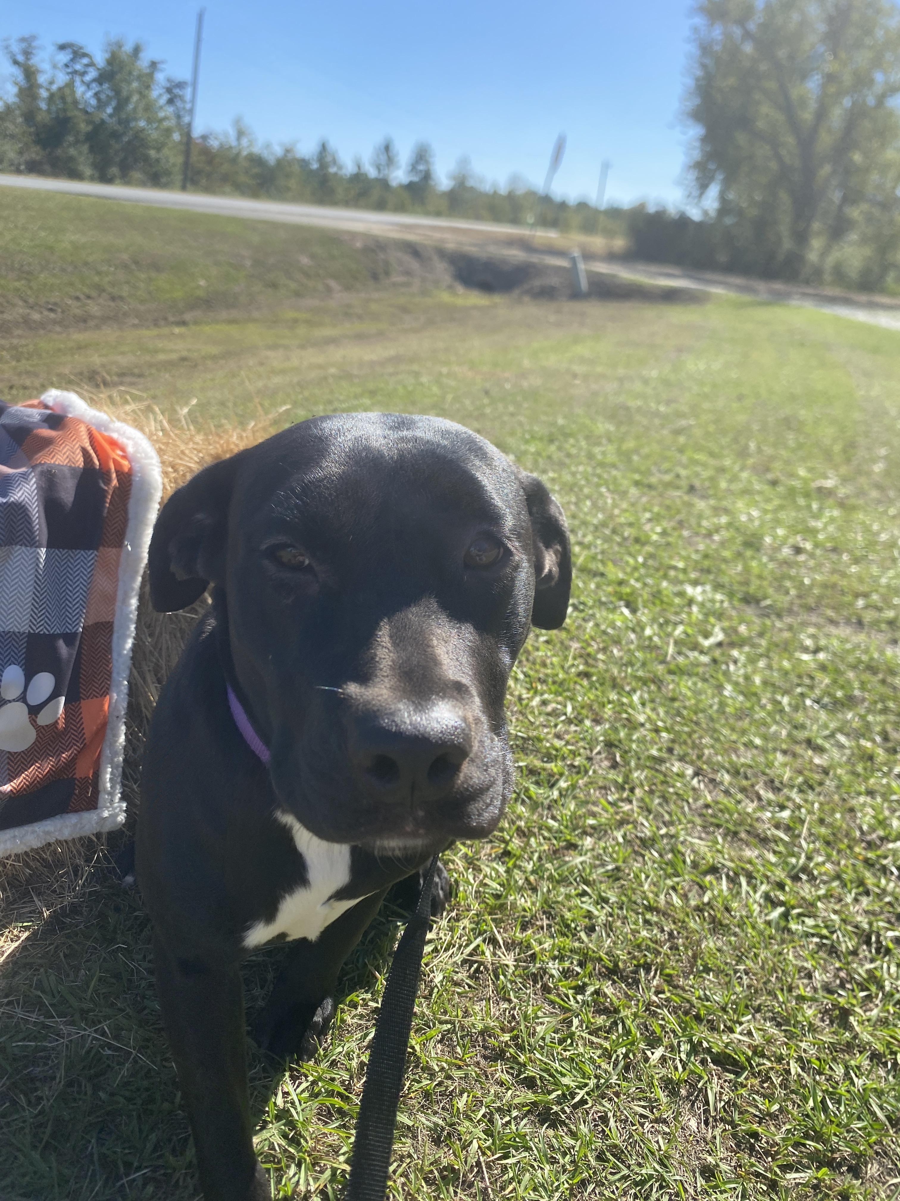 Summer, Adoptable, Young Female Black Labrador Retriever.
