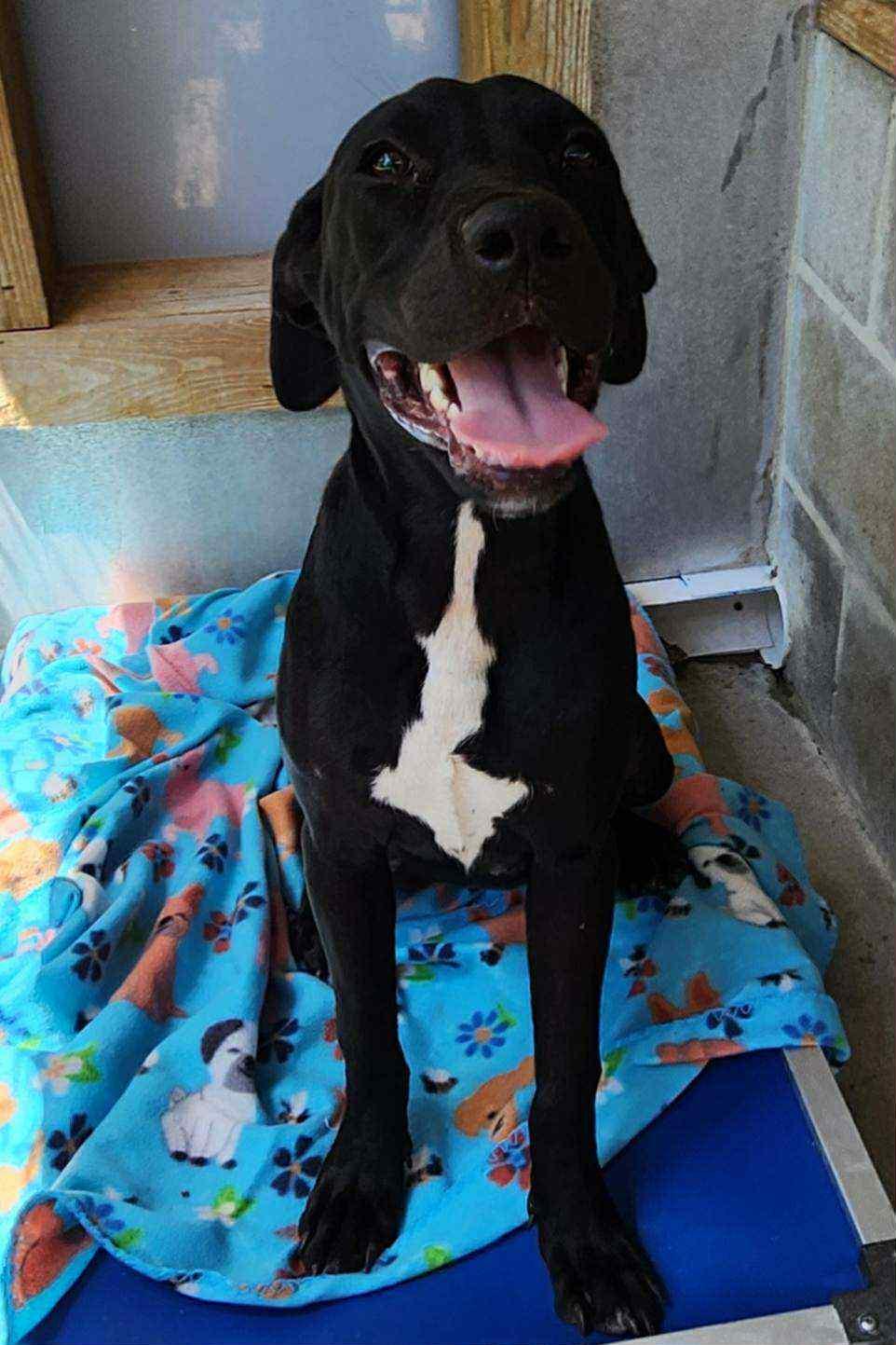 Summer, a Adoptable mixed breed in Lakeland, GA image 3/3