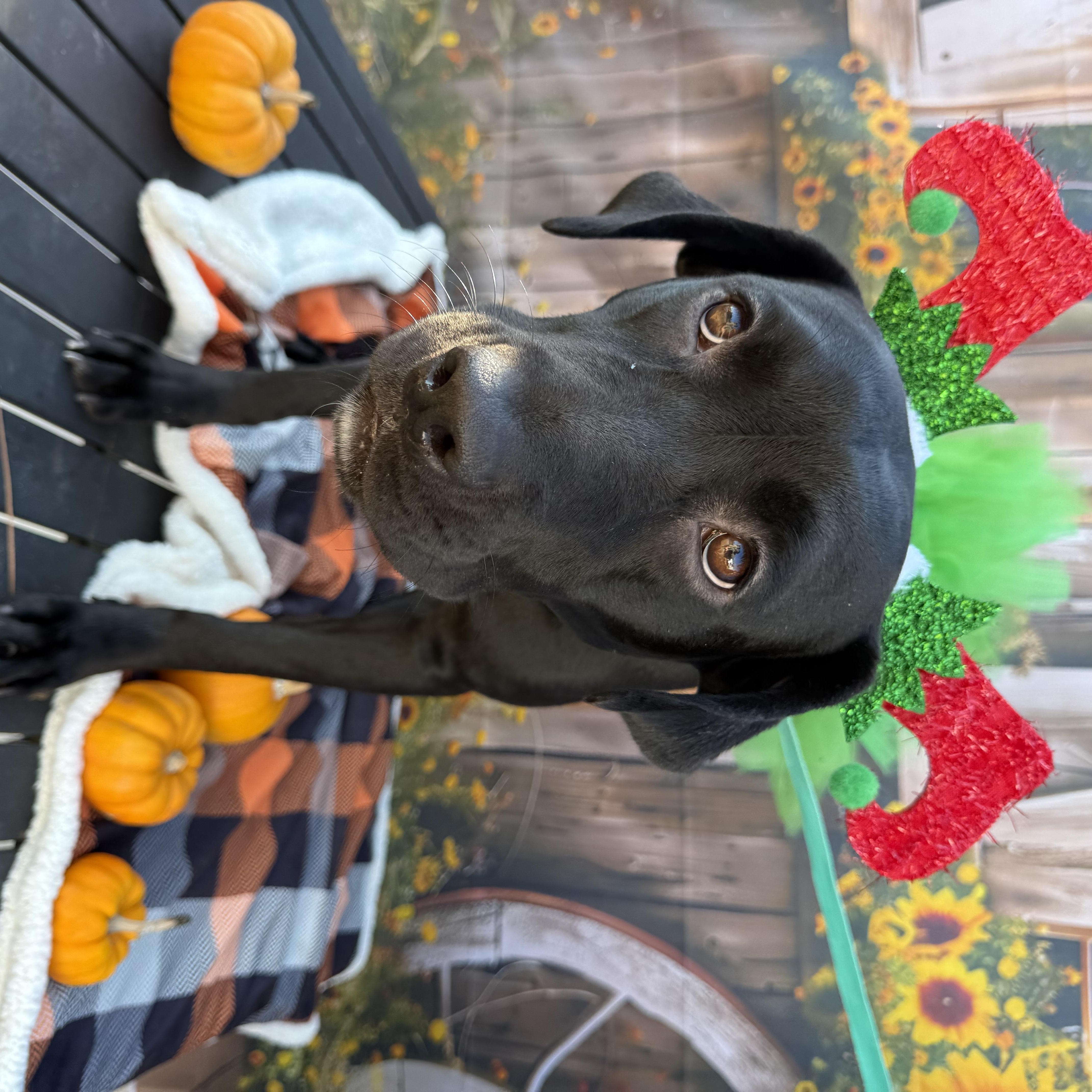 Summer, a Adoptable mixed breed in Lakeland, GA image 1/3