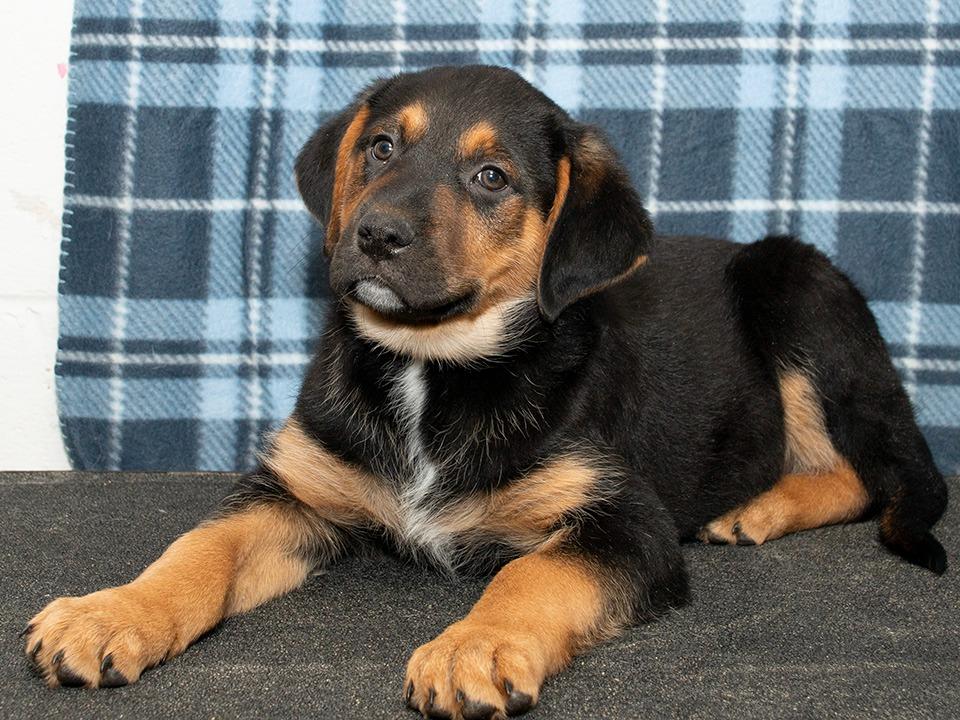 Romeo, a Adoptable mixed breed in Troy, OH image 1/3