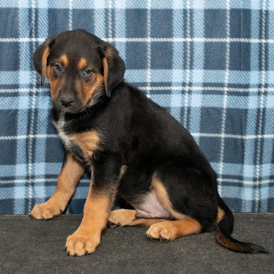 Romeo, a Adoptable mixed breed in Troy, OH image 2/3