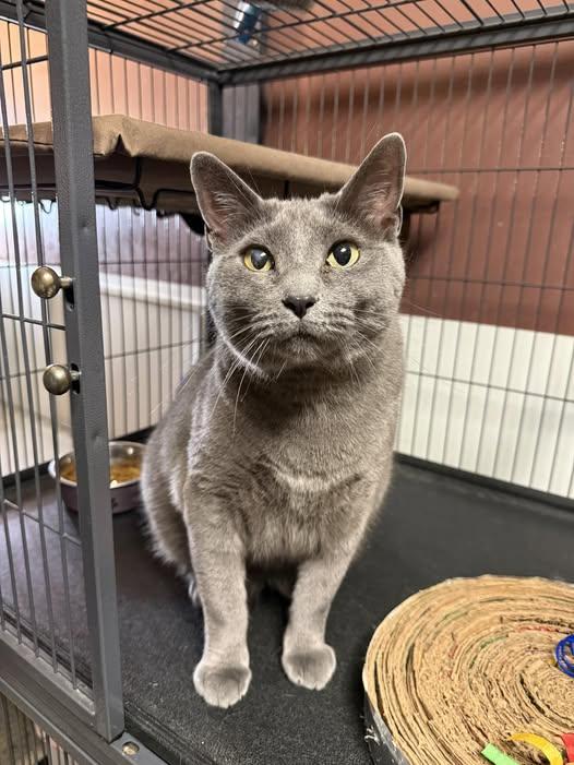 Rocky, Adoptable, Adult Male Domestic Short Hair.