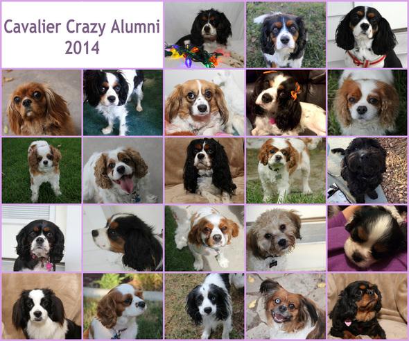 Enlarge Foster Homes Needed in Utah!, a Adoptable Cavalier King Charles Spaniel in Midvale, UT image 1/2