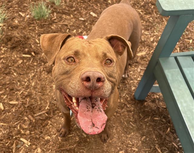 BRUCE, Adoptable, Adult Male Pit Bull Terrier.