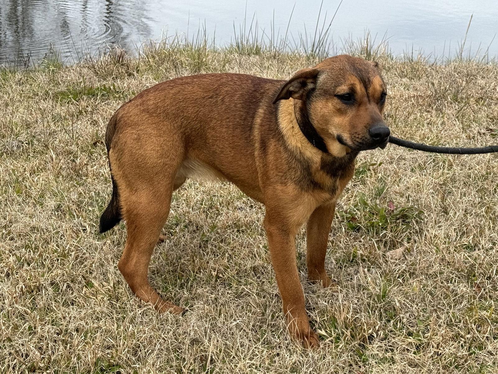 Tabi, Adoptable, Young Female Shepherd.