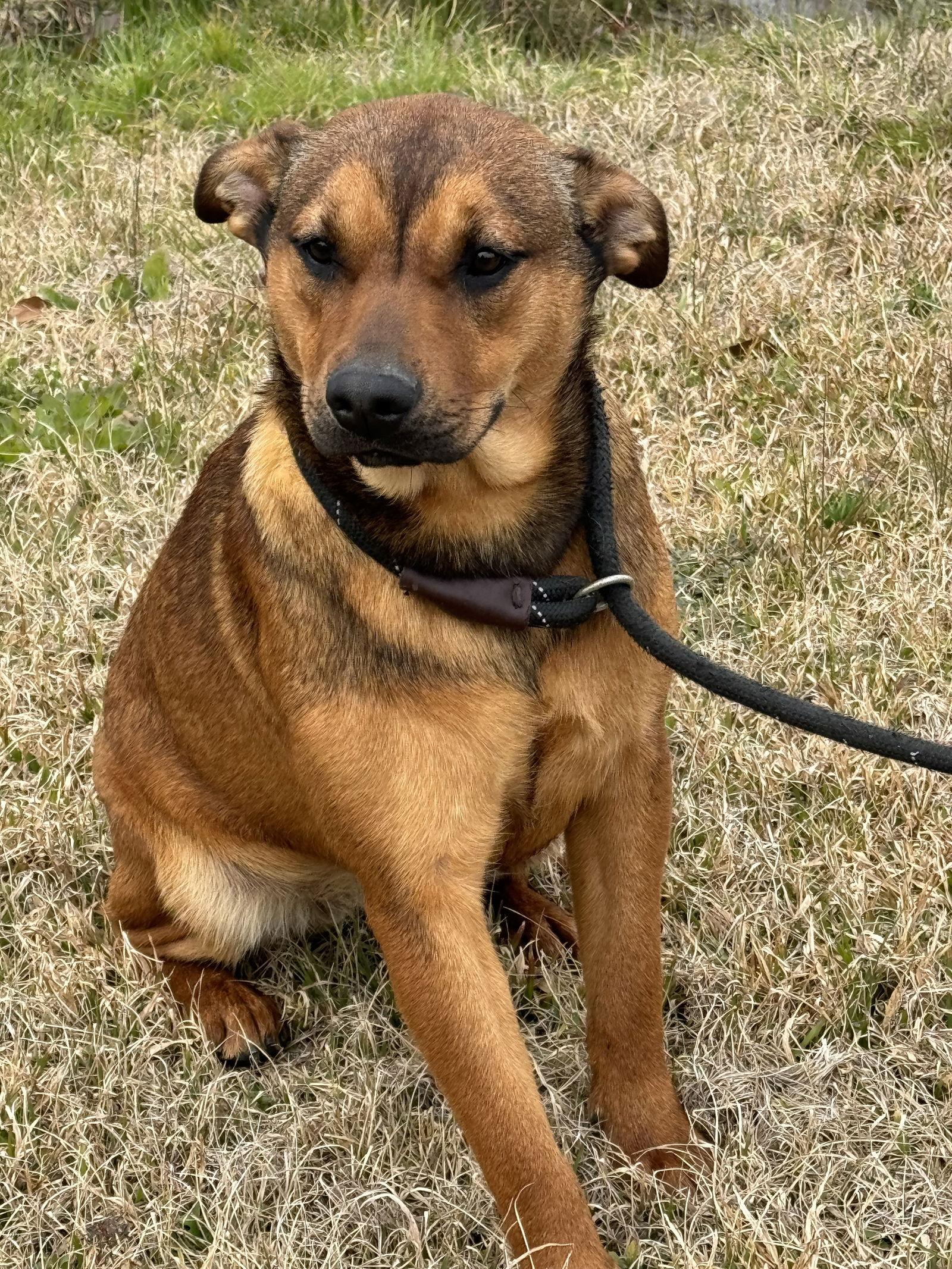 Tabi, a Adoptable Shepherd in Ringoes, NJ image 2/6