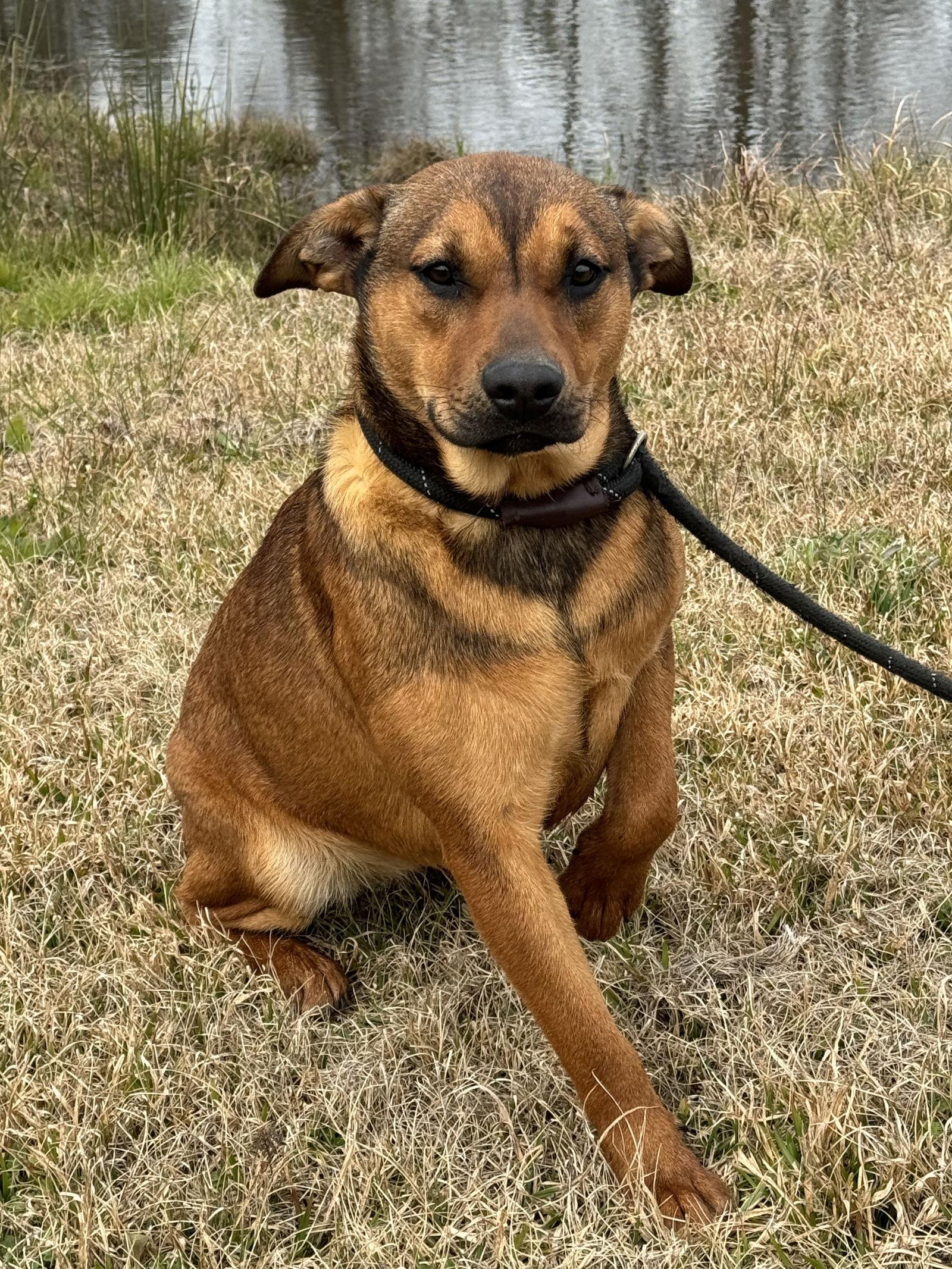 Tabi, a Adoptable Shepherd in Ringoes, NJ image 3/6
