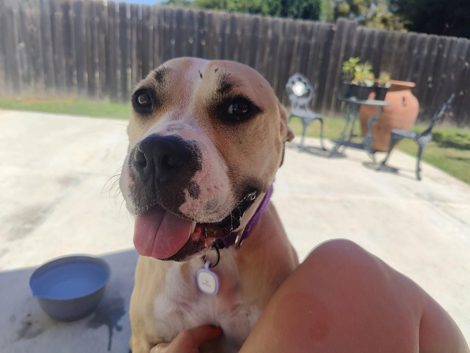 Honey, a Adoptable mixed breed image 1/3