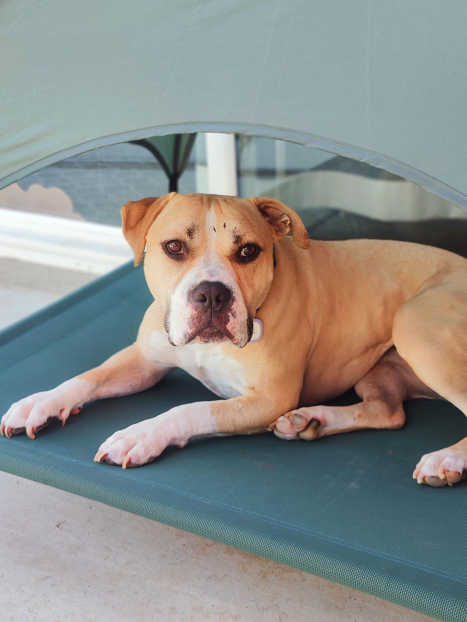 Honey, a Adoptable mixed breed image 2/3