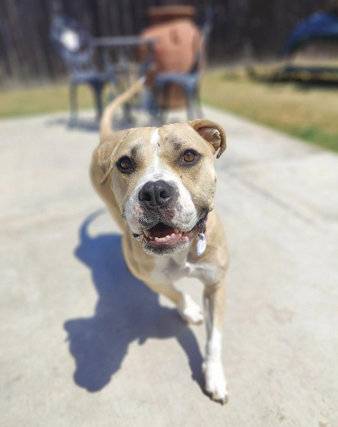 Honey, a Adoptable mixed breed image 3/3