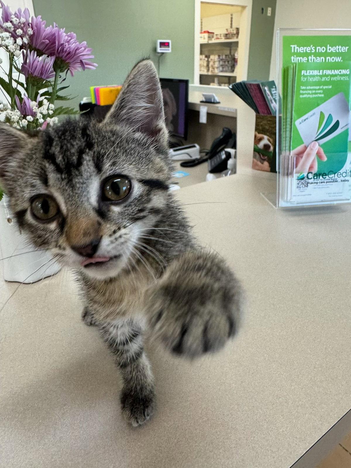 Rory, Adoptable, Kitten Female Domestic Short Hair & Tabby.