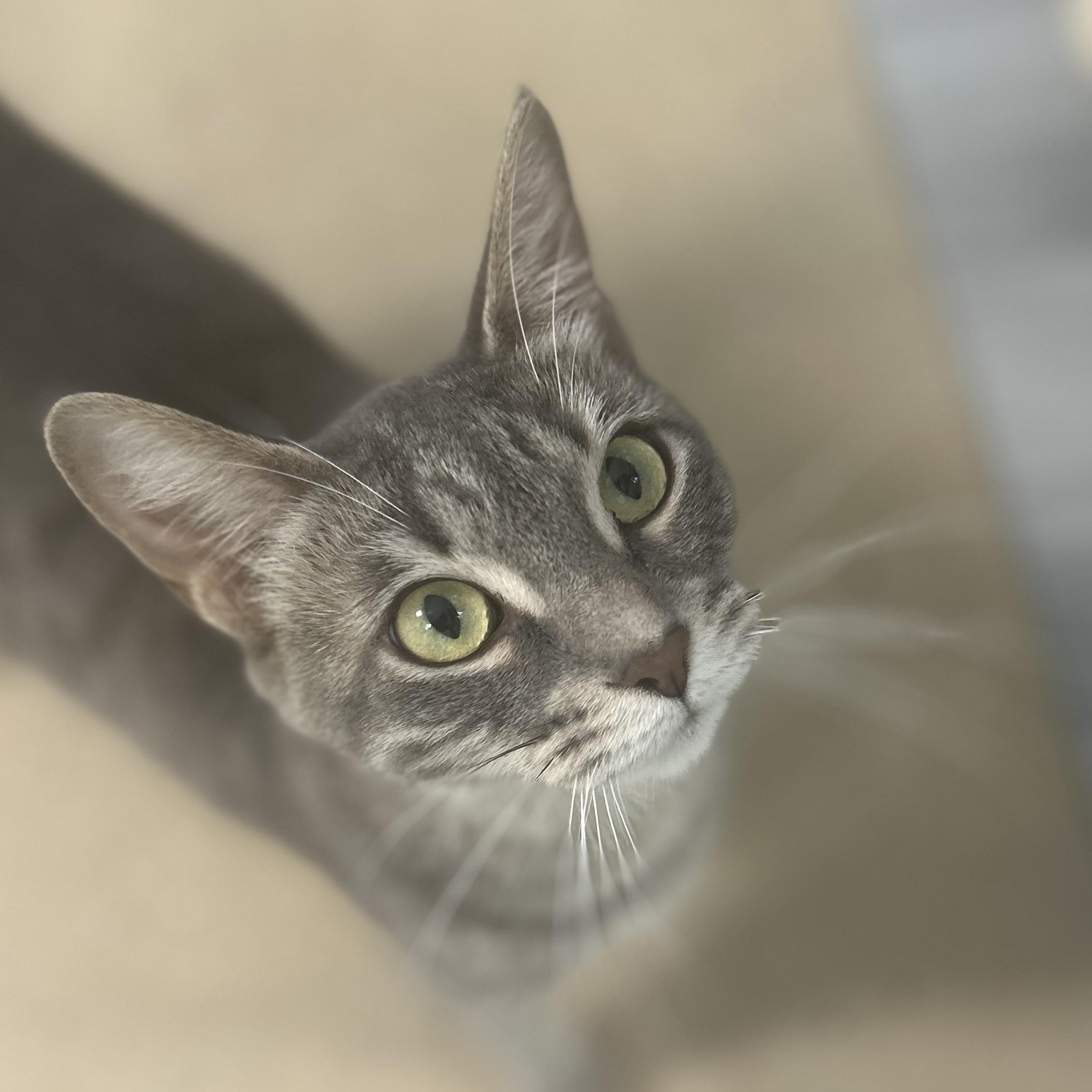 Amelia photo 1