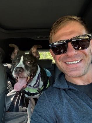 88102A Tigger, Adoptable, Adult Male American Staffordshire Terrier & Mixed Breed.