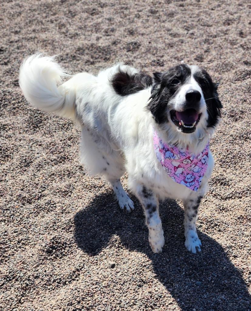 Emma, Adoptable, Adult Female Great Pyrenees.