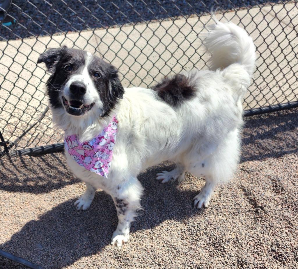 Enlarge Emma, a Adoptable Great Pyrenees in Superior, WI image 2/3